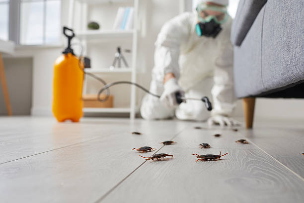 Commercial Rodent Management in Pace